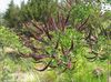 Amorpha Fruticosa