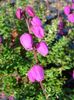 рожевий Квітка Дабеція Кантабрийская фото