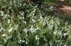 biely Kvetina Irish Vresoviská, St. Dabeoc Je Heath fotografie