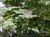 lilla Albero Angelica Giapponese