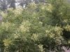 alb Floare Copac Pagodă Japoneză, Savant-Tree fotografie
