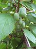 白 花 狗枣猕猴桃藤，葡萄猕猴桃，北极美容猕猴桃 照片