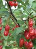 rumena Cvet Oleaster, Češnja Silverberry, Goumi, Srebrna Buffaloberry fotografija