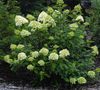 green Flower Panicle Hydrangea, Tree Hydrangea photo