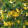 yellow Flower Peashrub photo
