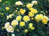 gul Blomst Polyantha Rose bilde