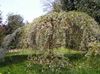 blanco Flor Prunus, Ciruelo foto