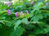 Violett-Blühende Himbeere, Thimbleberry