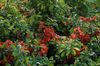 червоний Квітка Айва Японська (Хеномелес Японський) фото