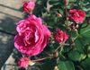 růžový Květina Růže fotografie