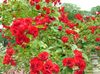 червоний Квітка Троянда Грунтопокривна фото