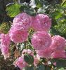 różowy Wzrosła Rambler, Róży Pnącej