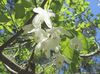 balts Zieds Silverbell, Sniegpulkstenīte Koks,  foto