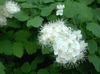 λευκό λουλούδι Spirea, Πέπλο Νυφικό Της, Maybush φωτογραφία