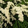 білий Квітка Спірея (Таволга) Весеннецветущих фото