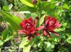 červená Květina Sladké Keř, Carolina Nové Koření, Jahoda Keř, Bubby Bush, Sladká Betsy fotografie