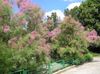 ვარდისფერი ყვავილების Tamarisk, Athel ხე, მარილი კედარი ფოტო