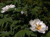 weiß Blume Baumpfingstrose foto