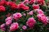 рожевий Квітка Півонія Деревовидна фото