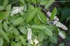 თეთრი ყვავილების Waxflower ფოტო