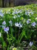 light blue Flower Siberian squill, Scilla photo