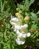 თეთრი ყვავილების Snapdragon, Weasel ის Snout ფოტო