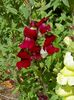 бордовый Цветок Антирринум (Львиный зев) фото
