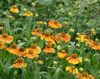 oranž Sneezeweed, Helen Lill, Dogtooth Daisy