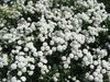 hvid Sneezewort, Sneezeweed, Brideflower