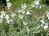 hvit Blomst Snø-I-Sommer bilde