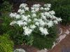 білий Квітка Молочай Облямований (Еуфорбія Маргината) фото