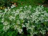 білий Квітка Молочай Облямований (Еуфорбія Маргината) фото