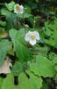 Sne Valmue, Kinesisk Bloodroot