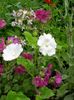 белый Цветок Анода гребенчатая фото