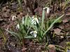 hvit Blomst Snowdrop bilde