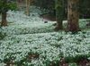 white Flower Snowdrop photo