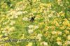 ყვითელი ყვავილების Solidaster ფოტო