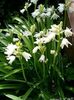 white Flower Spanish Bluebell, Wood Hyacinth photo