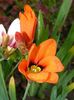 oranžový Květina Sparaxis, Harlekýn Květ fotografie
