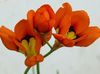 წითელი ყვავილების Sparaxis, არლეკინი Flower ფოტო