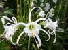 bela Cvet Spider Lily, Ismene, Morska Narcisa fotografija