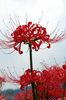rot Spinnenlilie, Lilie Überraschung