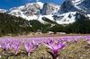halványlila Virág Tavaszi Rét Sáfrány fénykép