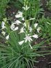 St Bernard's lily 