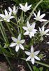 белый Цветок Птицемлечник (Орнитогаллум, Индийский лук) фото