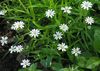 white Flower Starwort photo