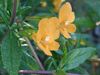 arancione Fiore Appiccicoso Monkeyflower foto