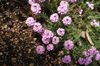 rózsaszín Virág Stonecress, Aethionema fénykép