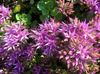 იასამნისფერი ყვავილების Stonecrop ფოტო