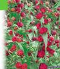 червоний Квітка Шпинат Суничний (Марь Багатолисті) фото